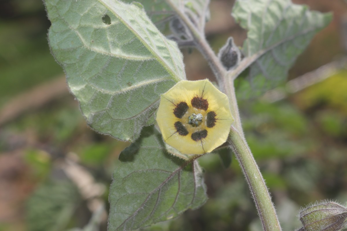 Physalis peruviana L.